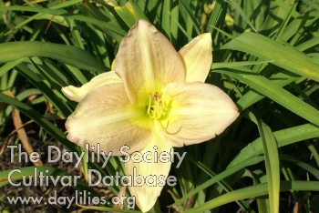 Daylily Heavenly Abode